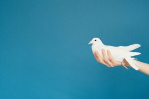 white bird on persons hand